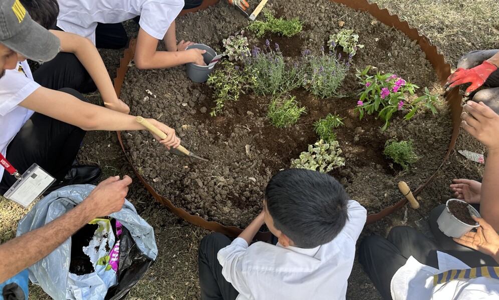 Pollinator Programme