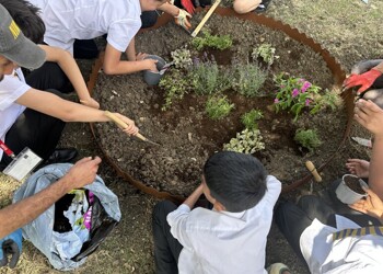 Pollinator Programme